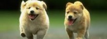 Crisi apre porte a cani